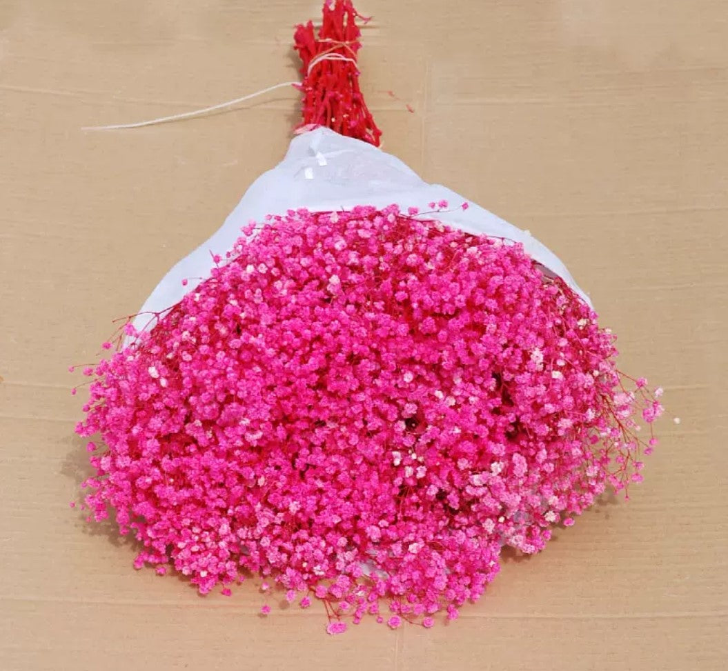 Gypsophila