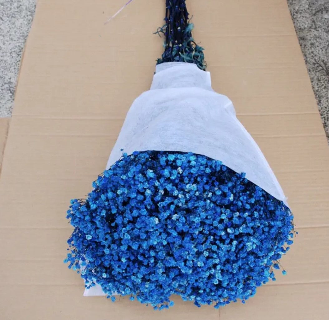 Gypsophila