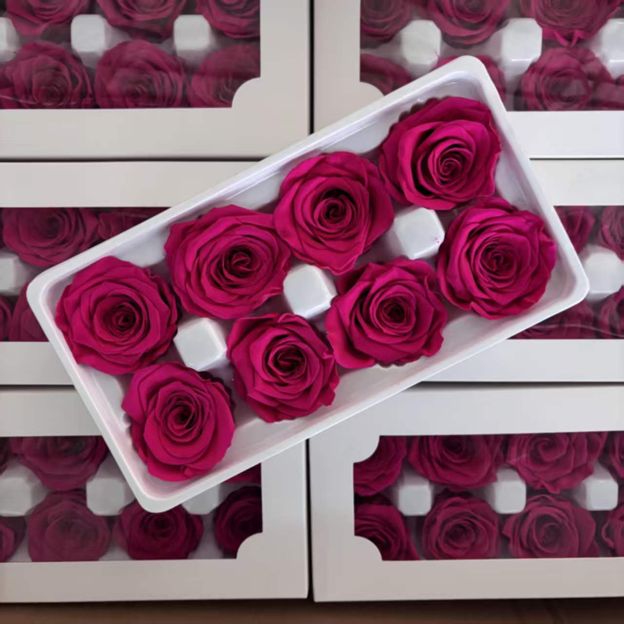 Eternal Rose Pink Shades