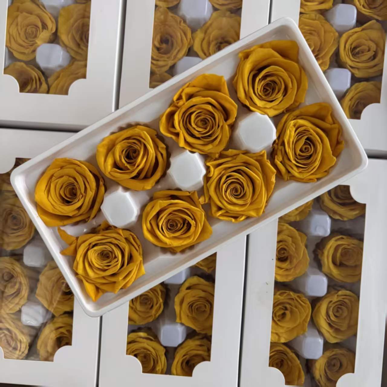 Eternal Rose Yellow and Orange Shades
