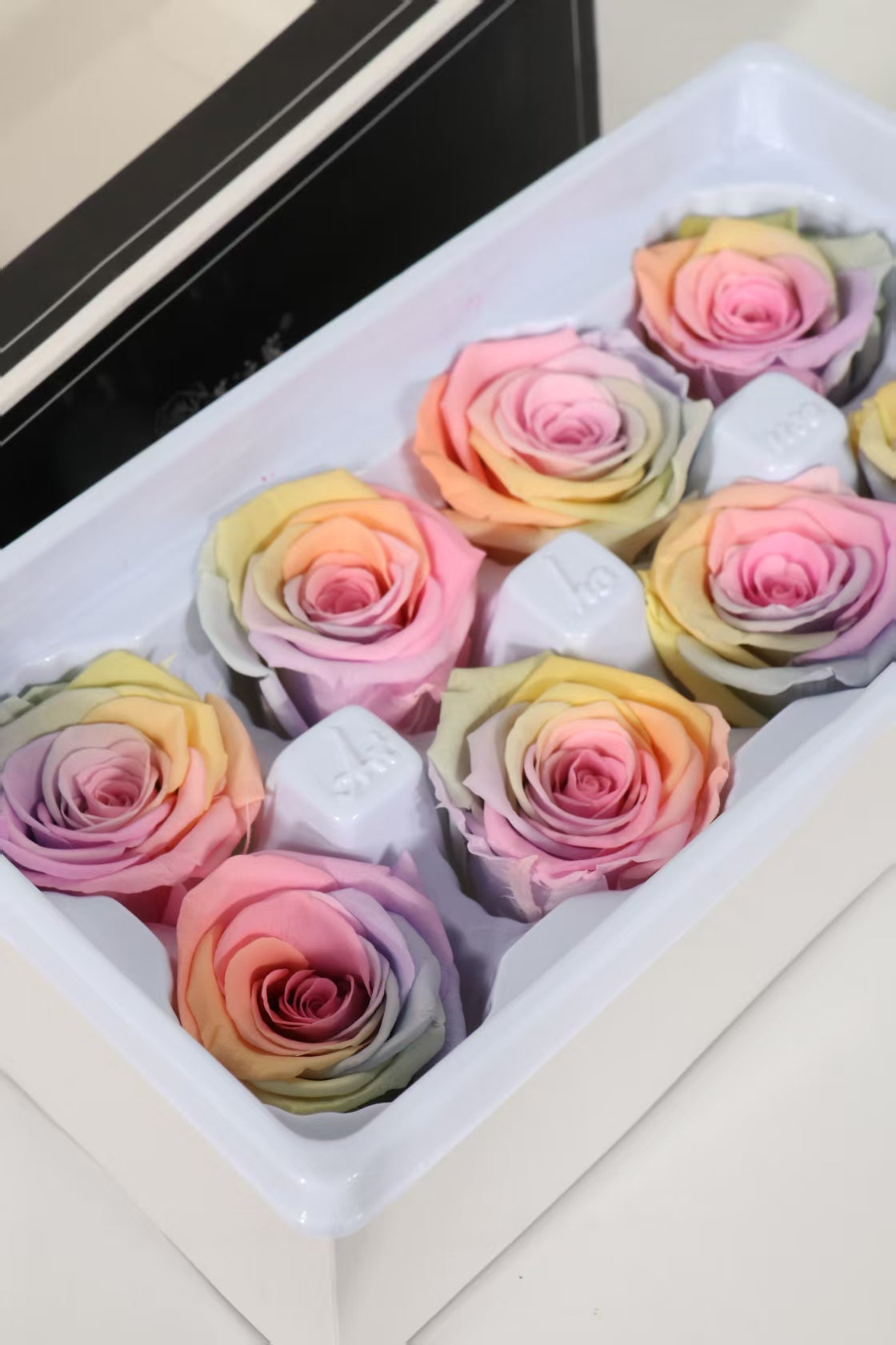 Rainbow Rose