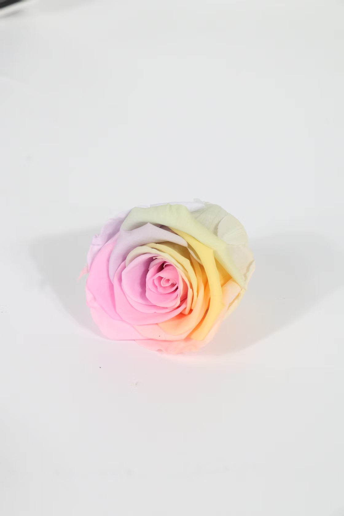 Rainbow Rose