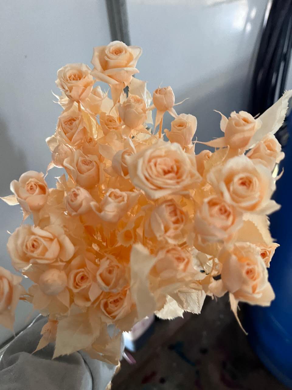 Rose with Stem