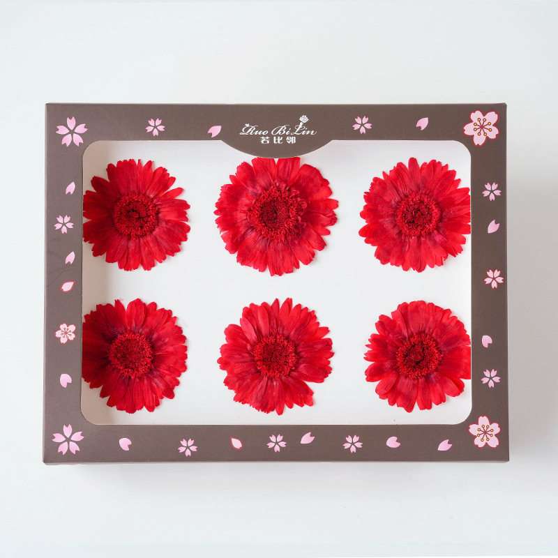 Gerbera