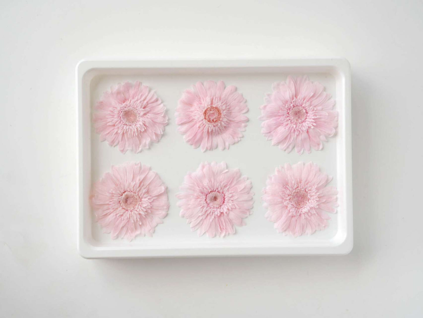 Gerbera
