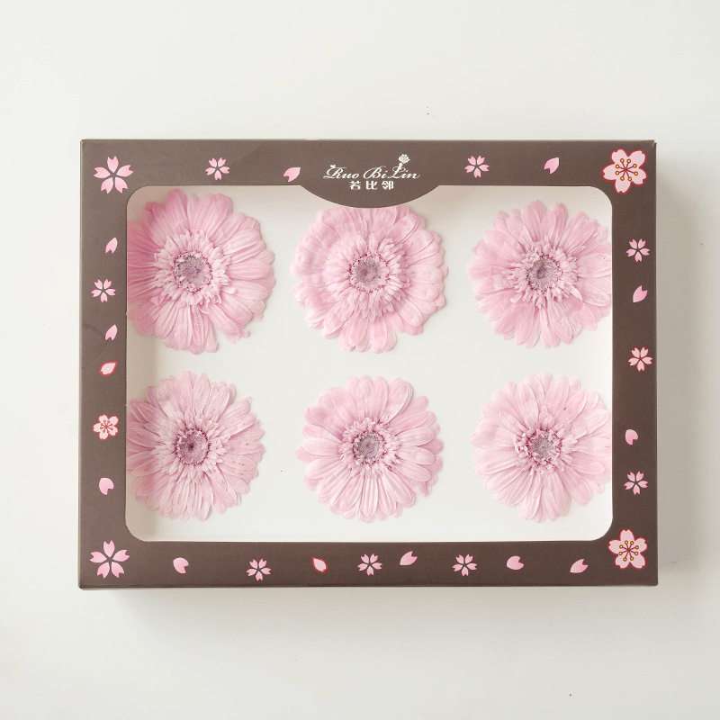 Gerbera