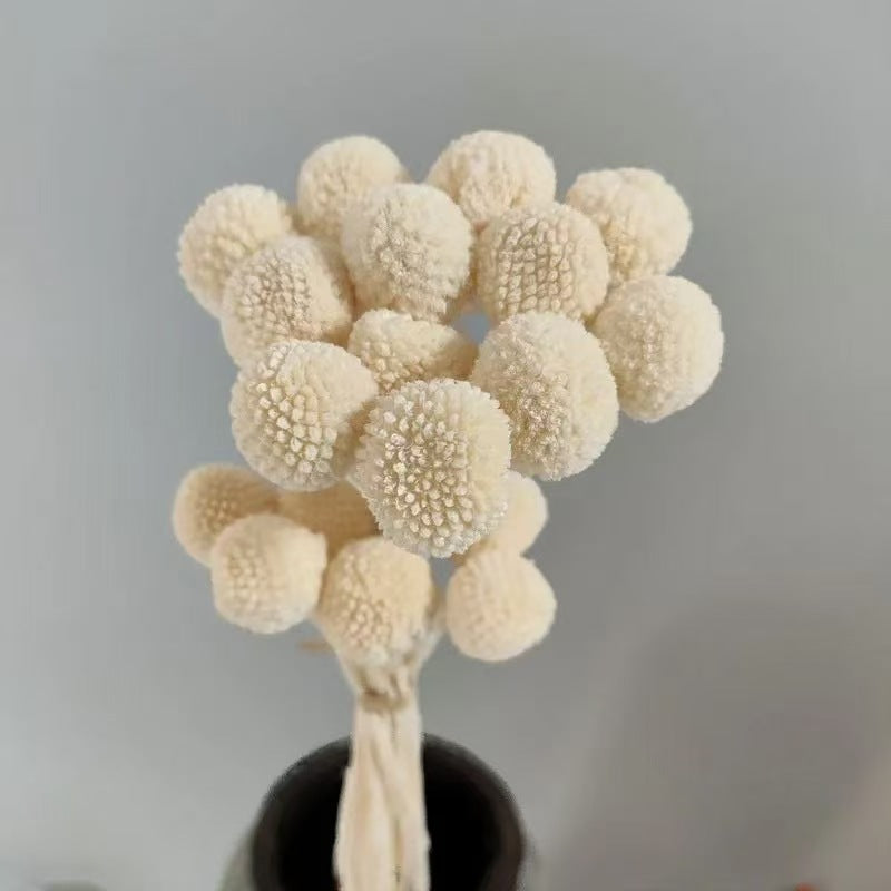 Craspedia Balls