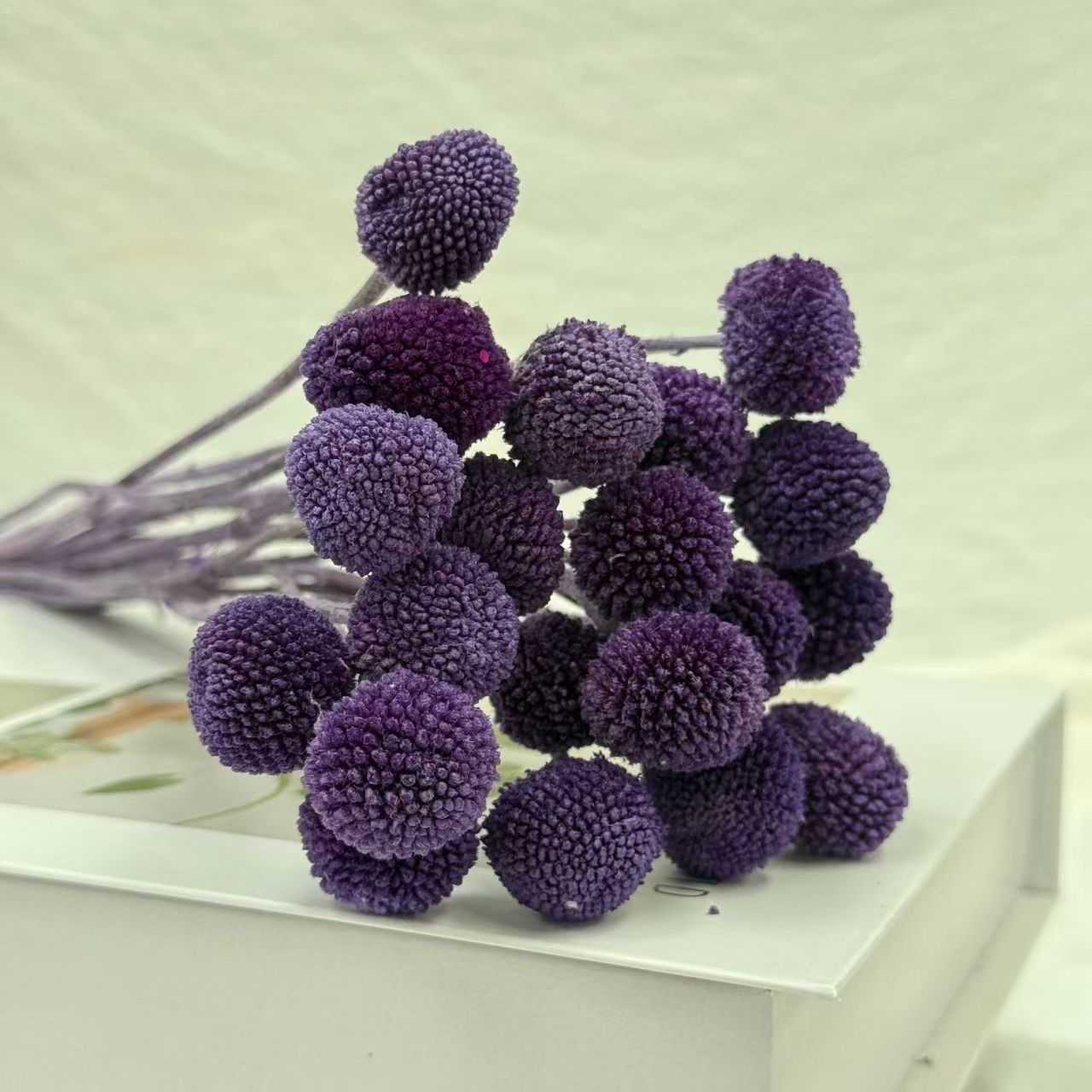 Craspedia Balls
