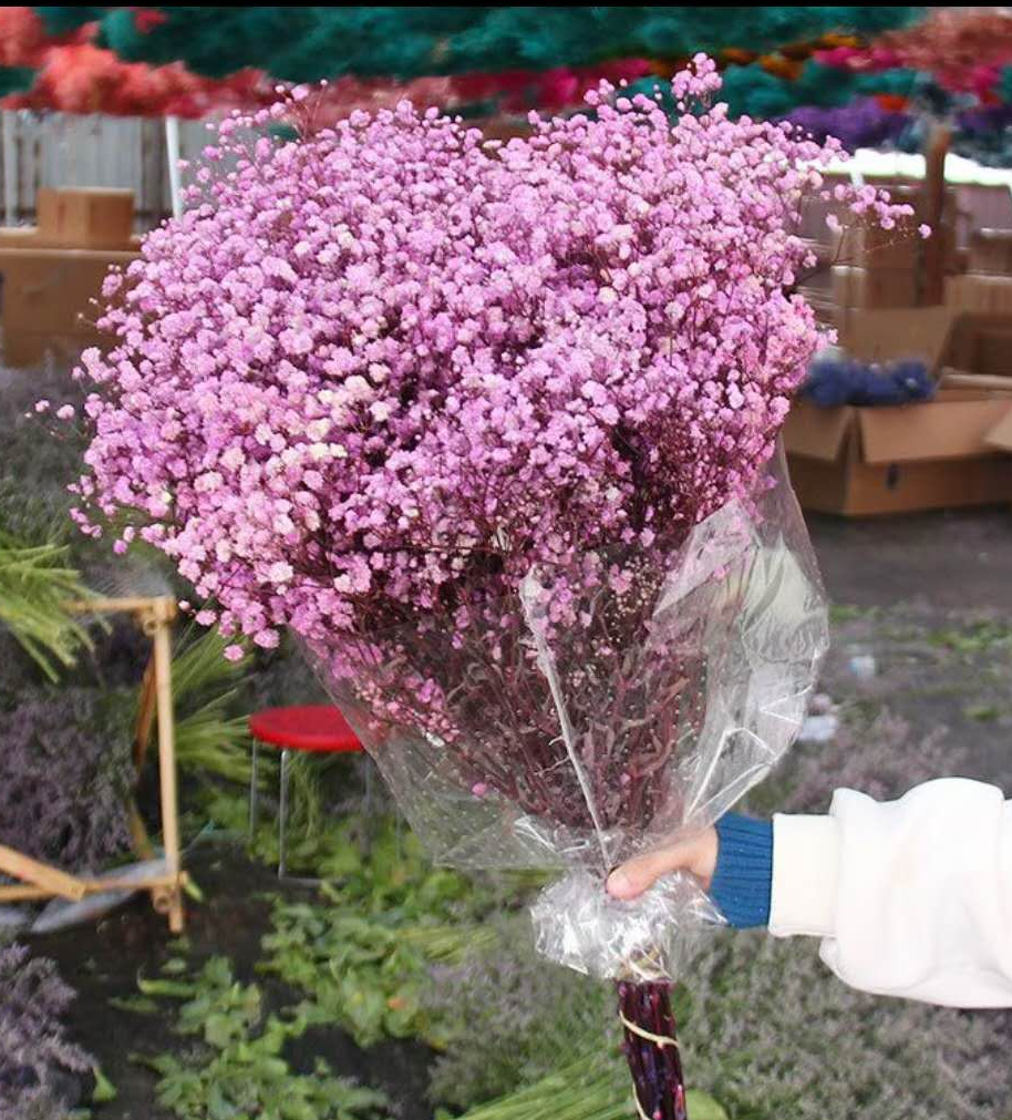 Gypsophila