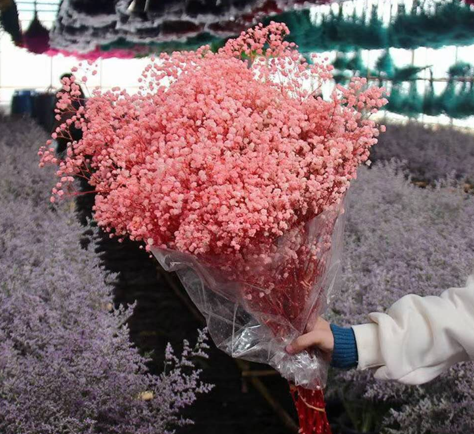 Gypsophila