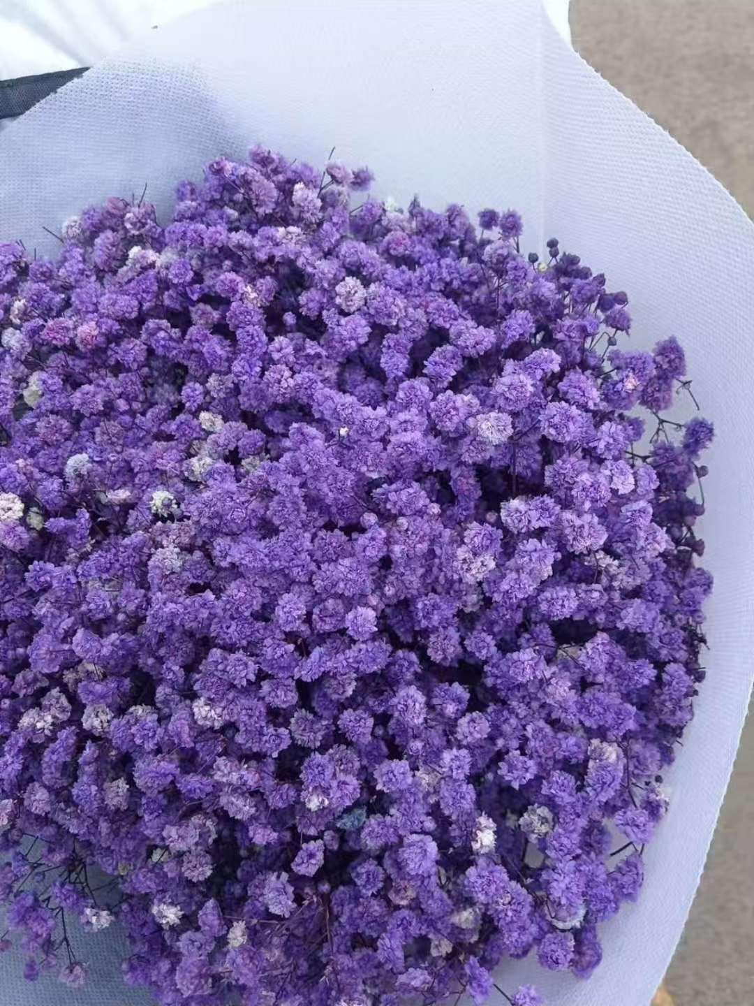 Gypsophila