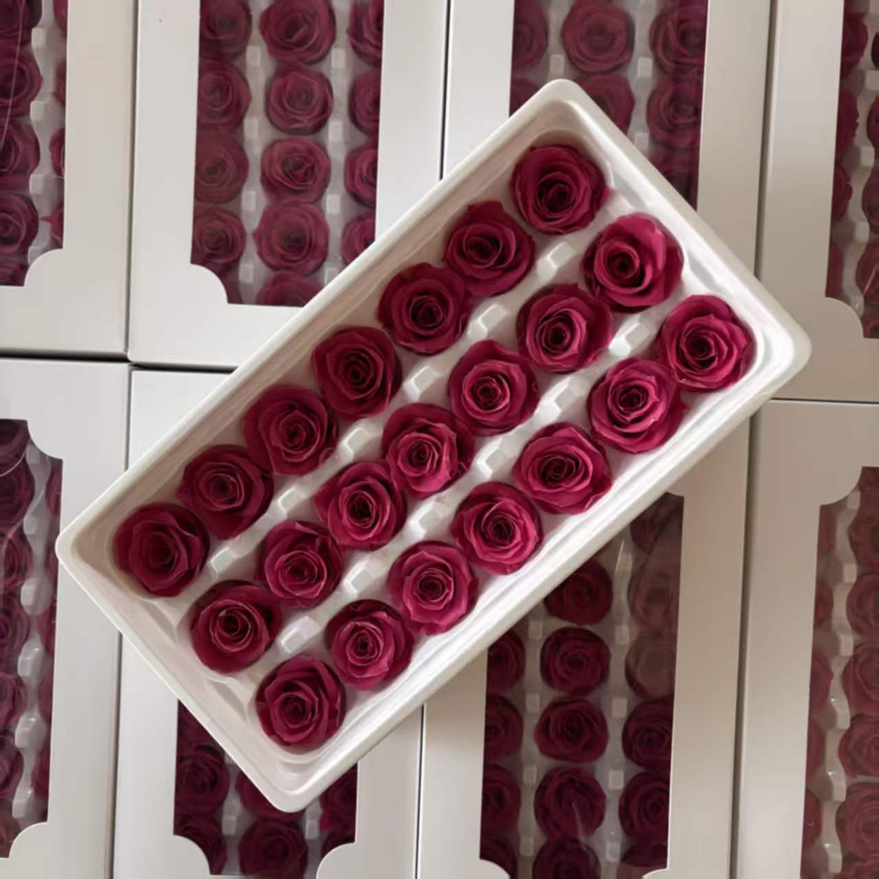 Eternal Rose Pink Shades