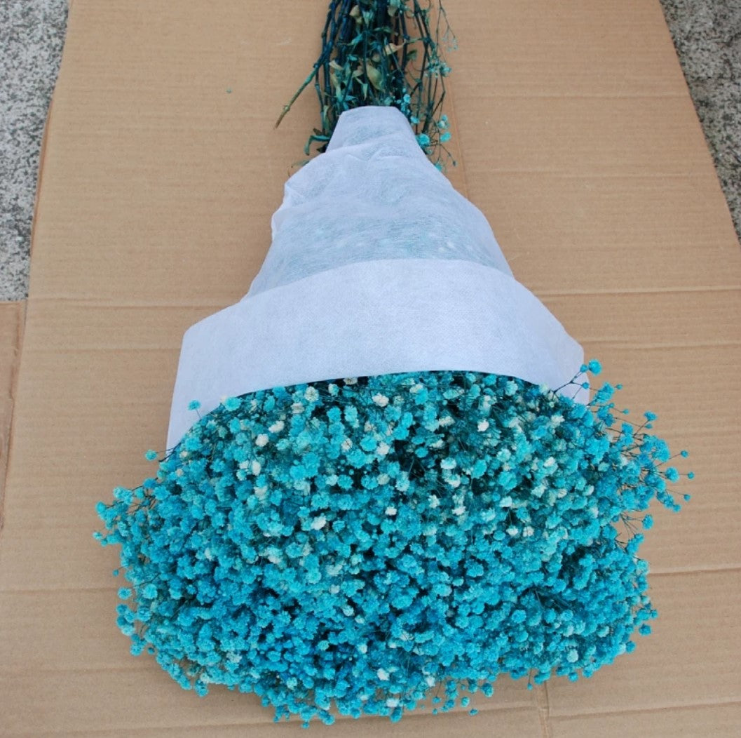 Gypsophila