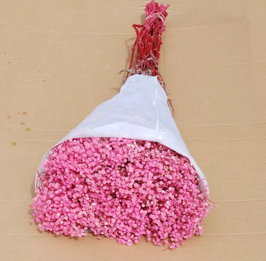 Gypsophila