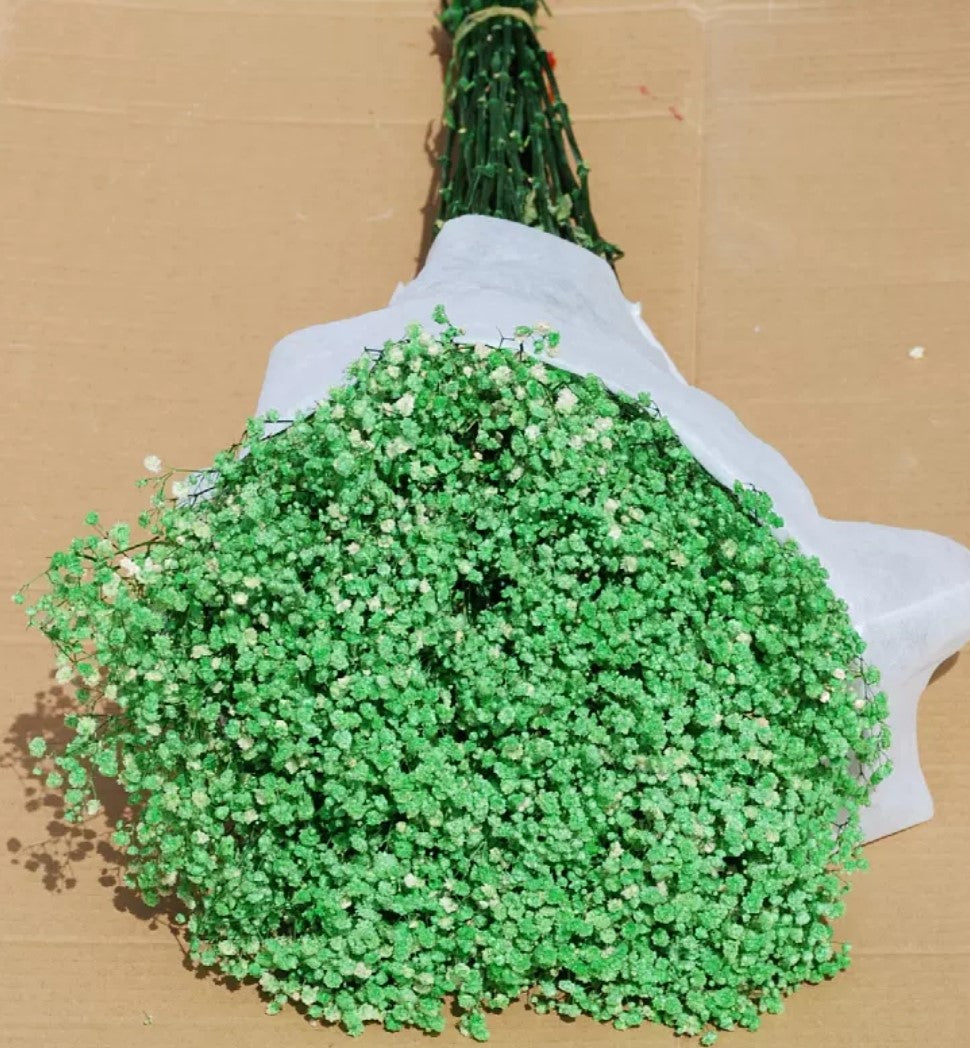 Gypsophila