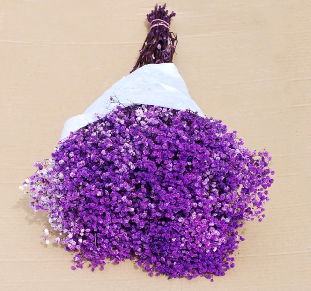 Gypsophila