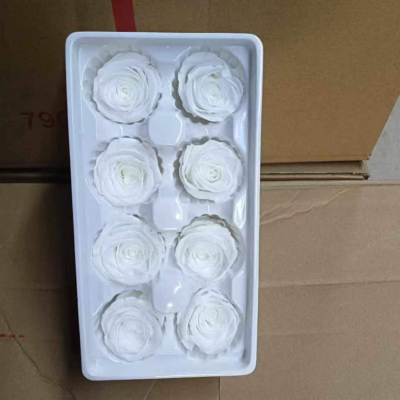 Eternal Rose White and Beige Shades