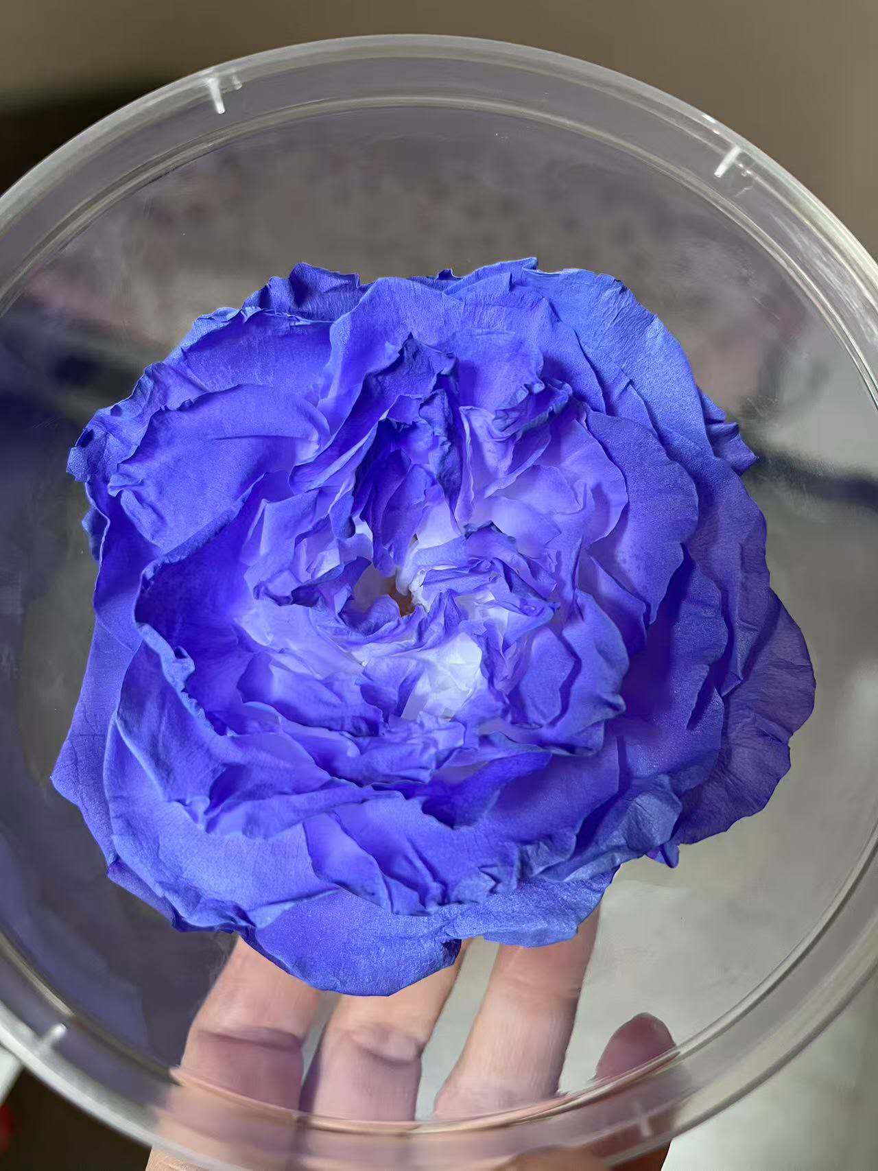 Peony