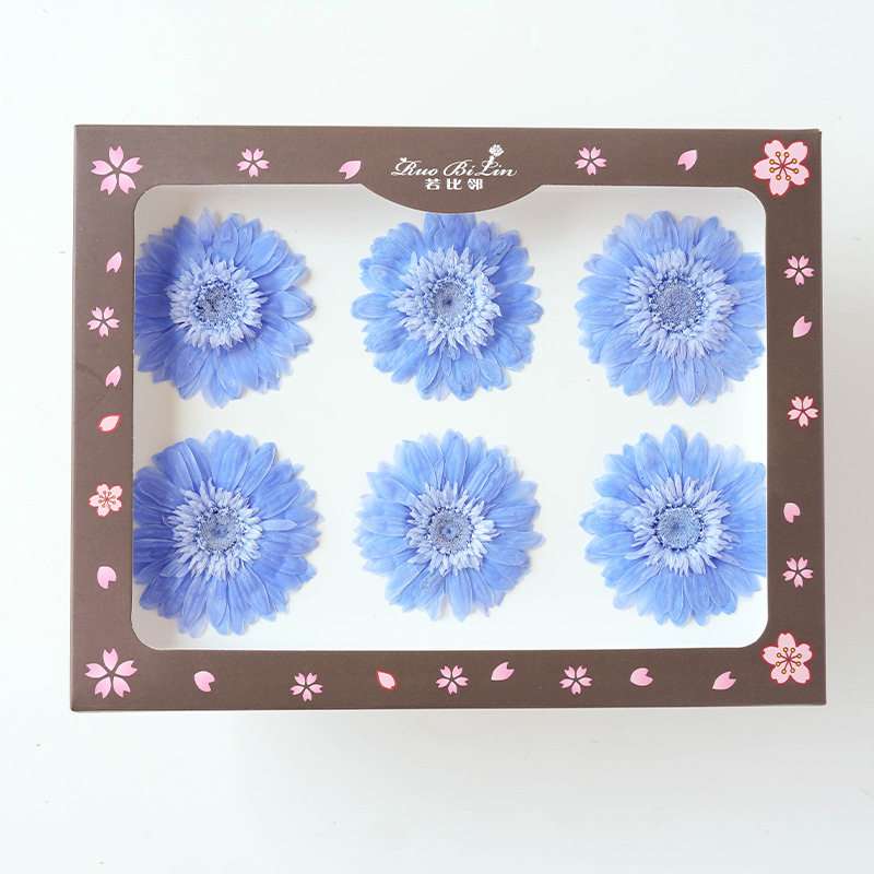 Gerbera