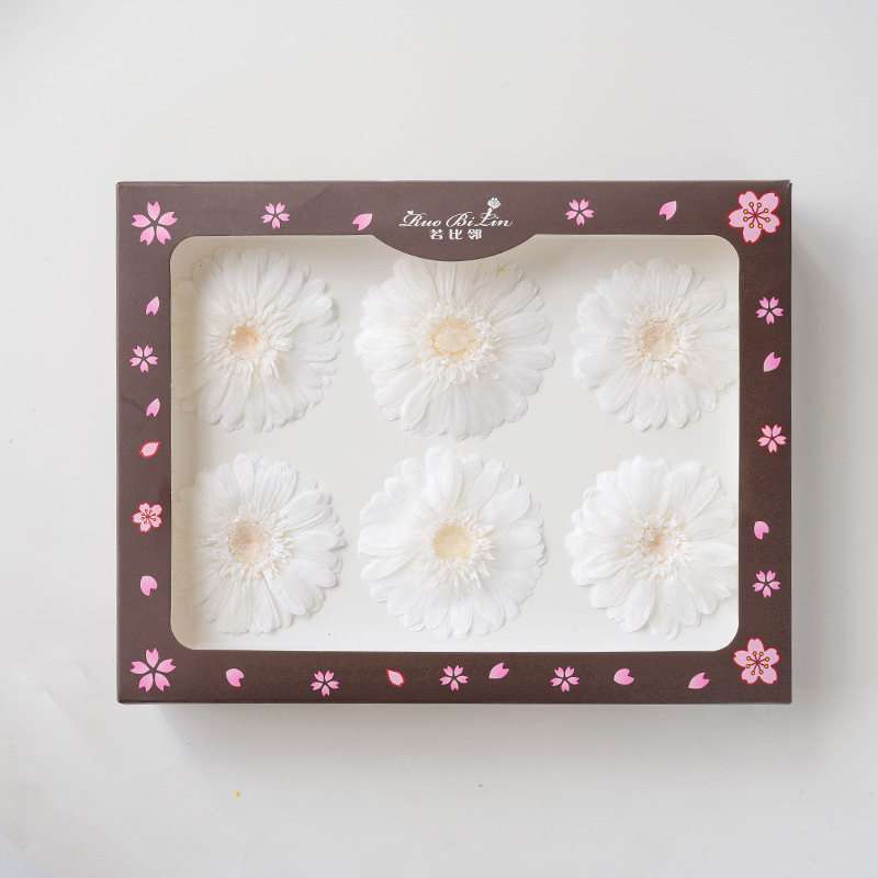 Gerbera