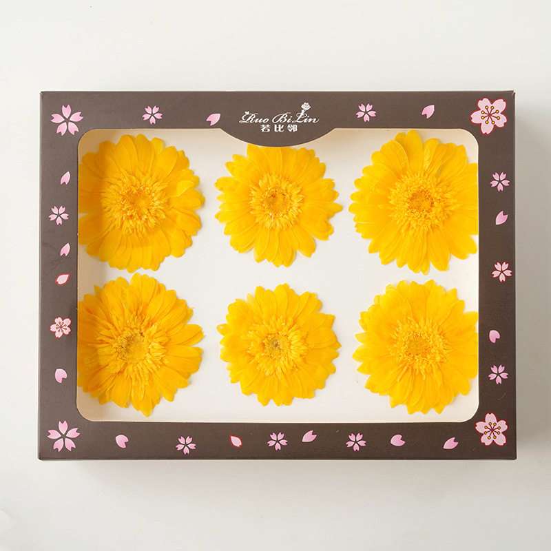 Gerbera