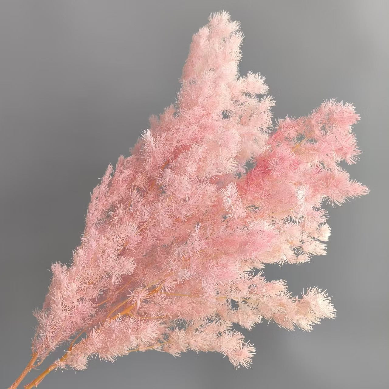 Asparagus