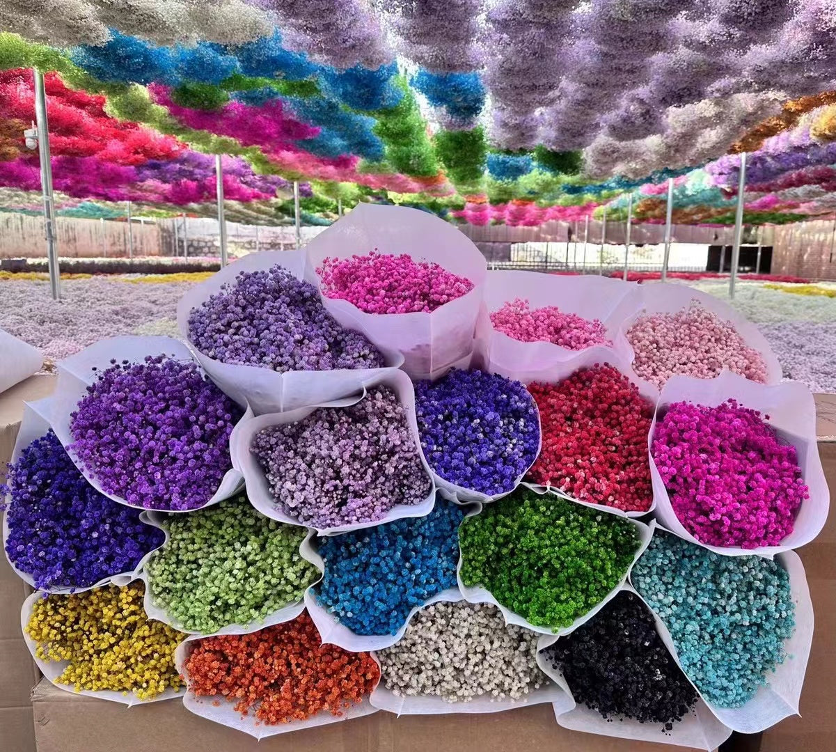 Gypsophila