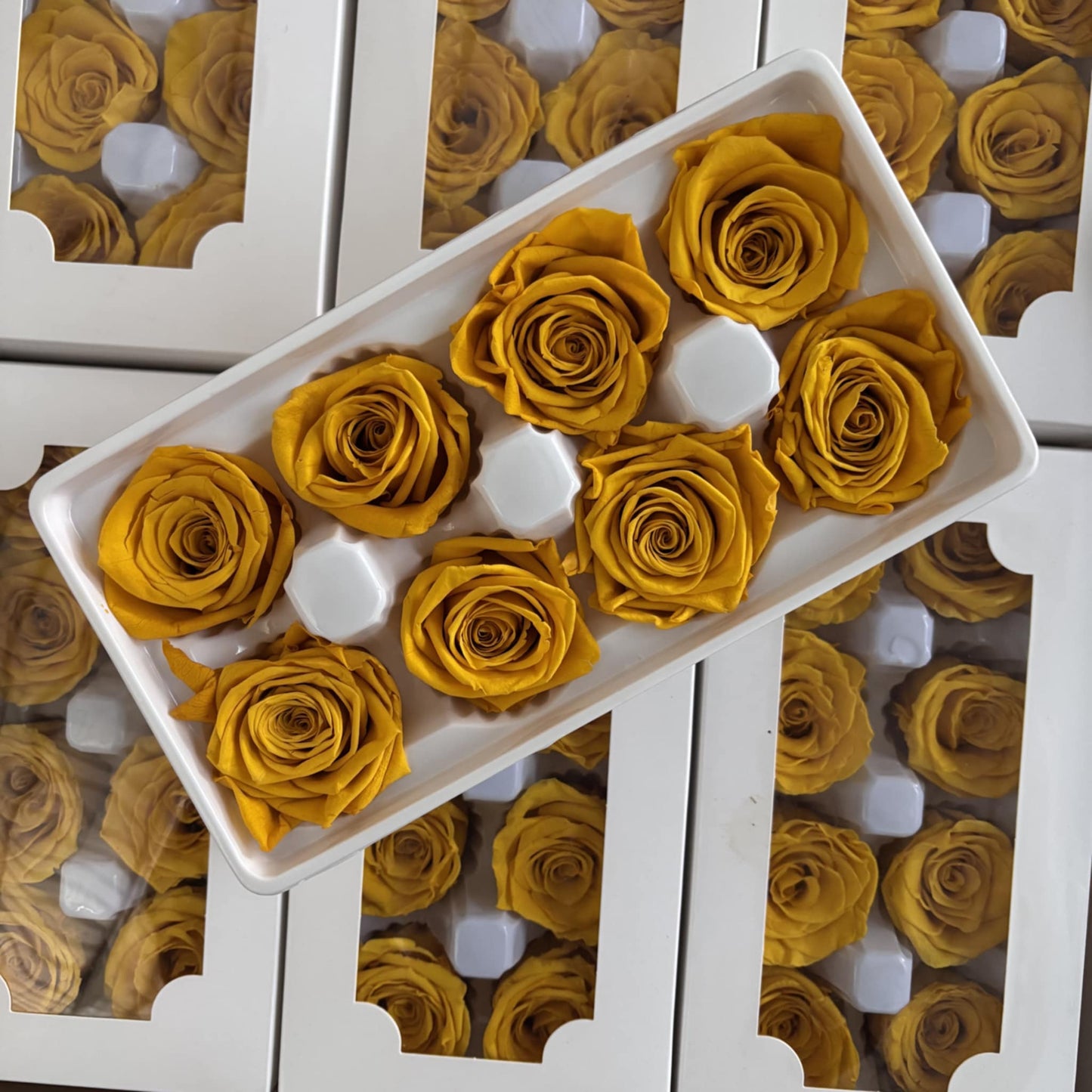 Preserved Rose