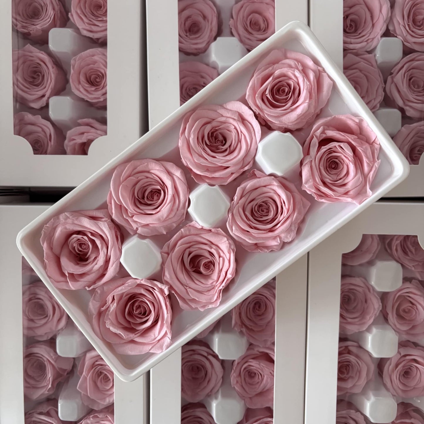 Preserved Rose