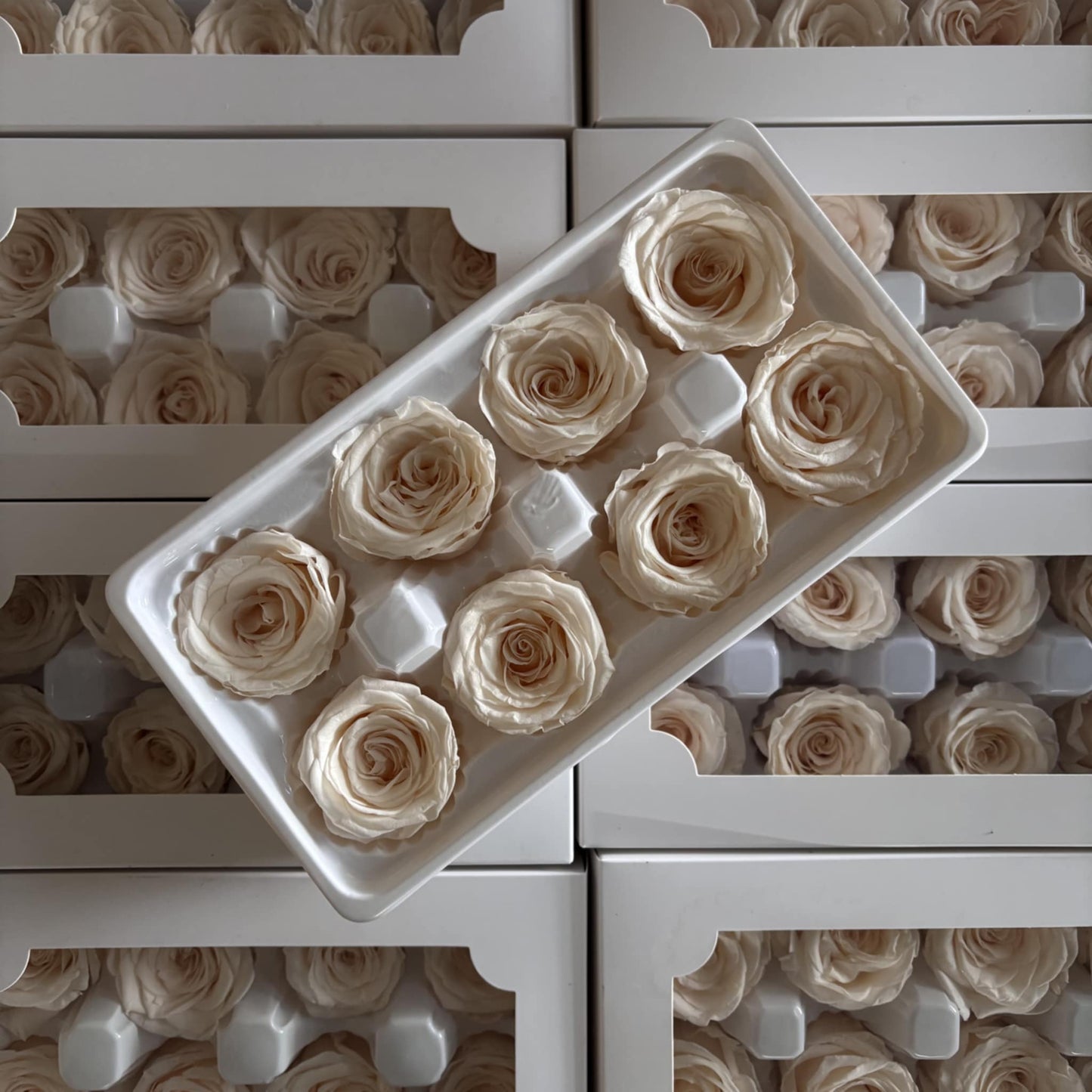 Preserved Rose