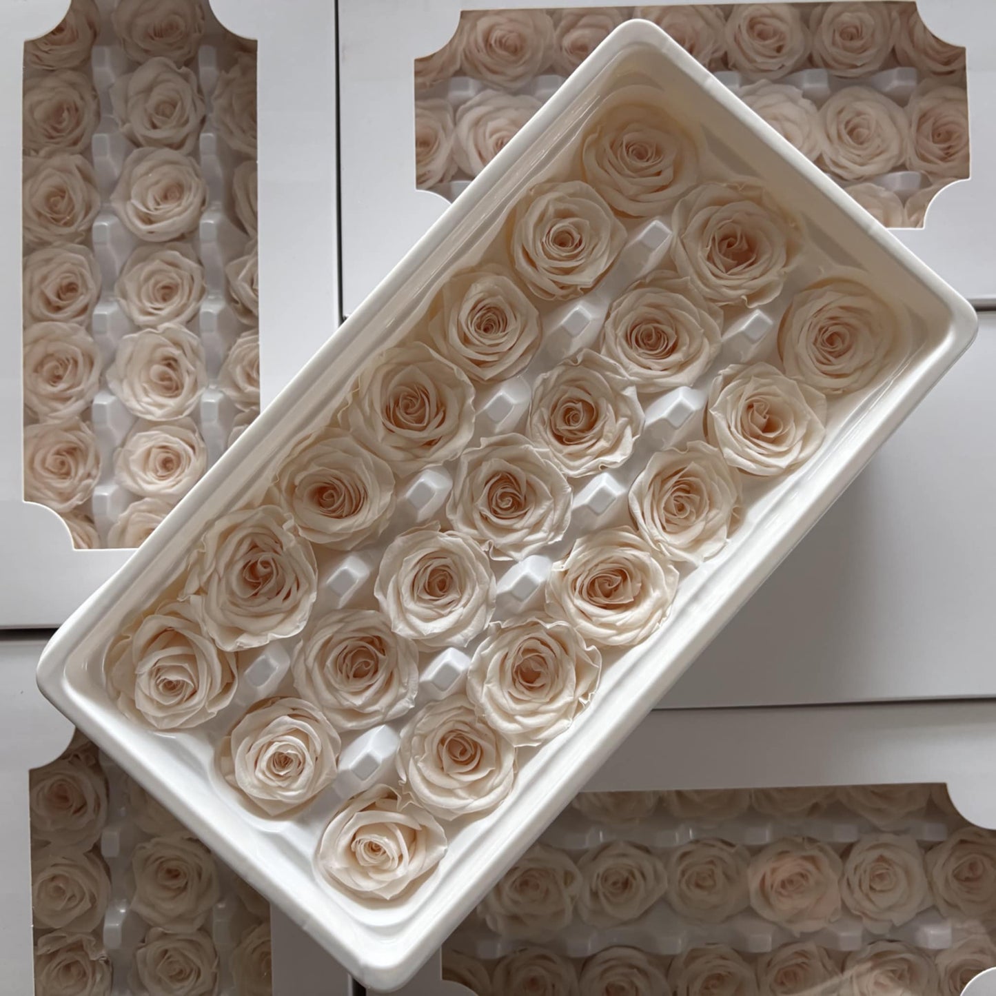 Preserved Rose