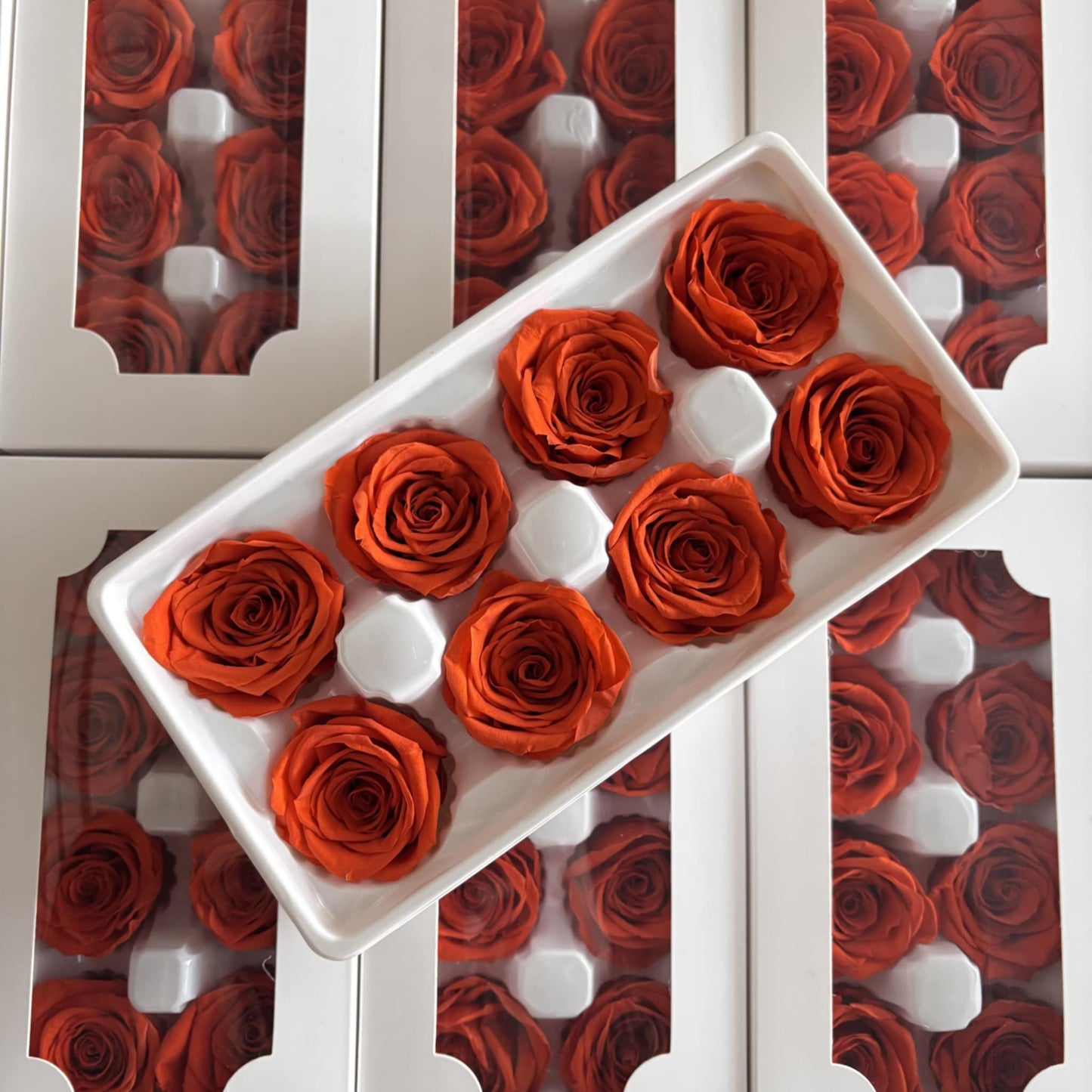 Preserved Rose