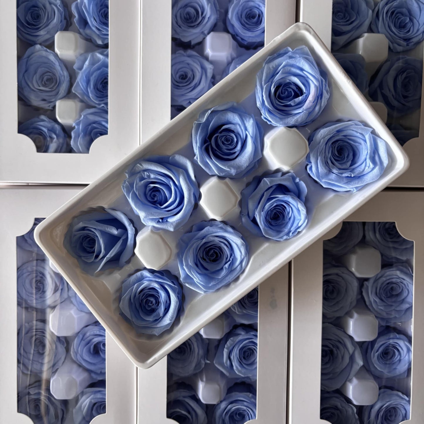 Preserved Rose