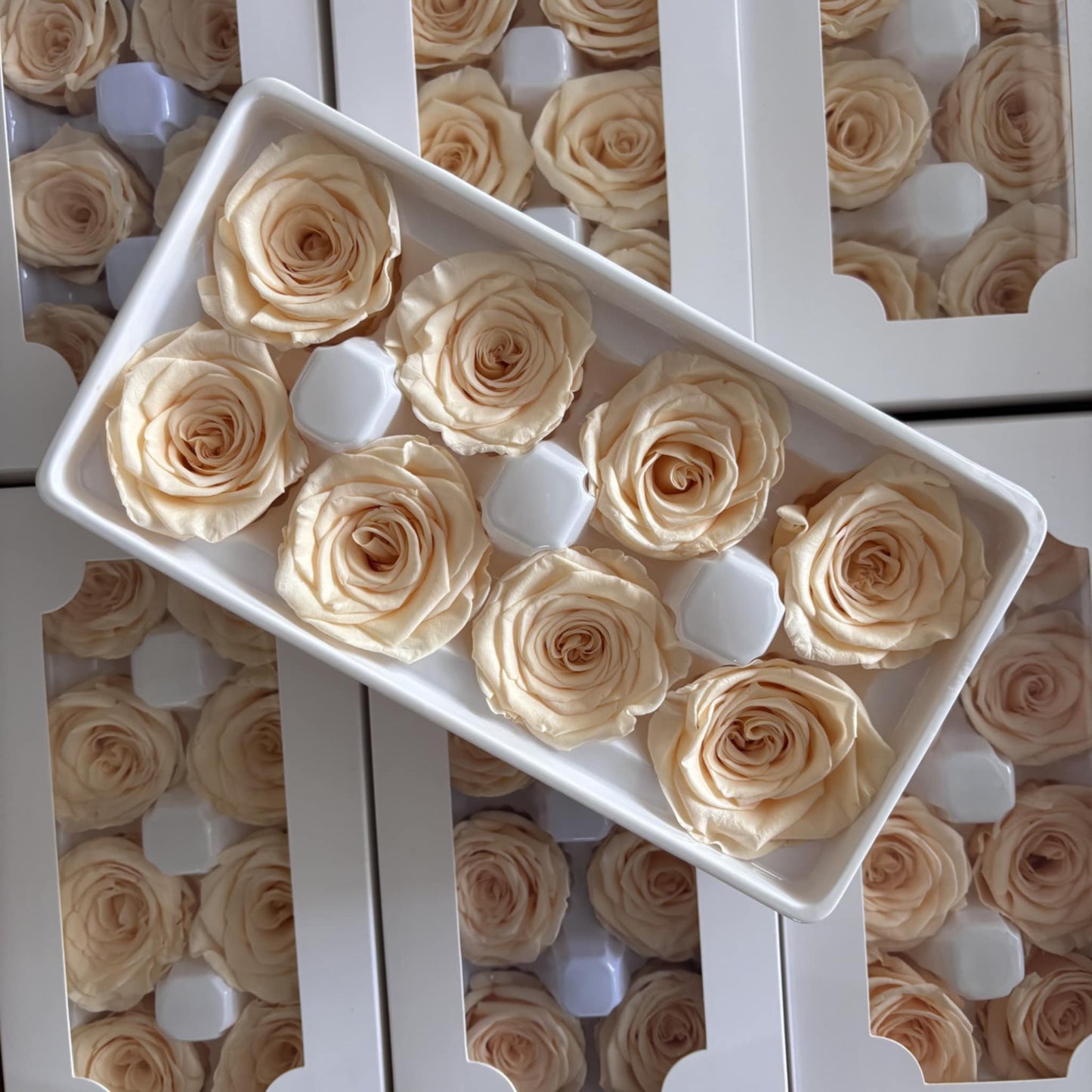 Preserved Rose